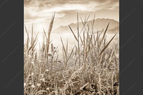Sonnenaufgang am Barmsee - Schilf 1:1 sepia -- Barmsee Ufer mit Soierngebirge - mehr Infos bei www.Kriner-Weiermann.de