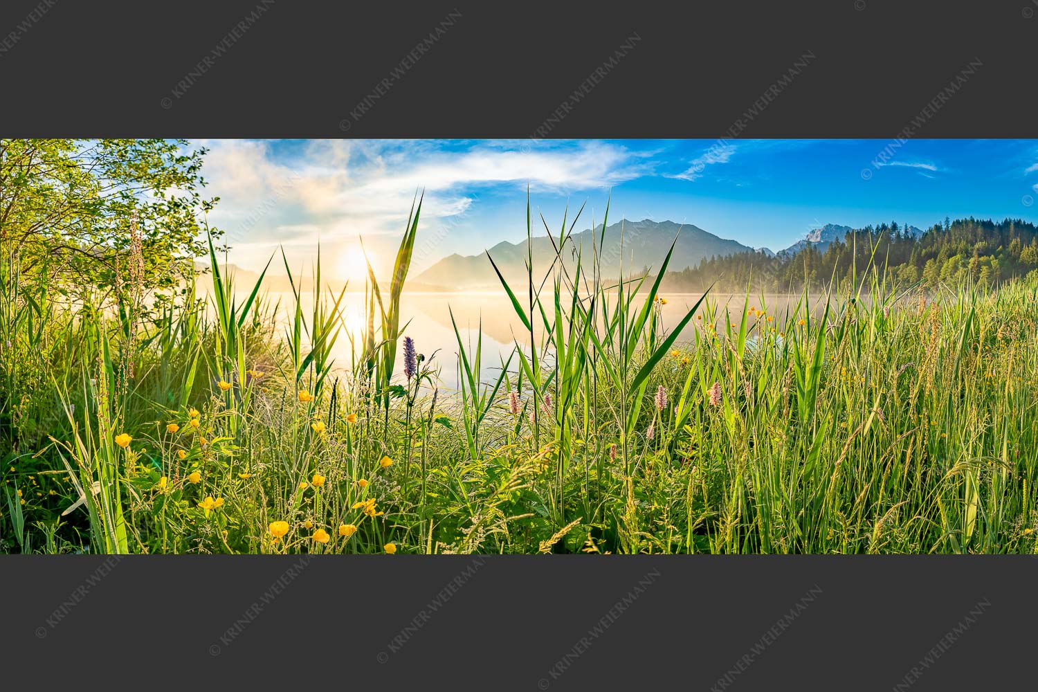 Sonnenaufgang am Barmsee - Schilf 2,5:1 -- Barmsee Ufer mit Soierngebirge - mehr Infos bei www.Kriner-Weiermann.de
