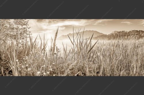 Sonnenaufgang am Barmsee - Schilf 2,5:1 sepia -- Barmsee Ufer mit Soierngebirge - mehr Infos bei www.Kriner-Weiermann.de