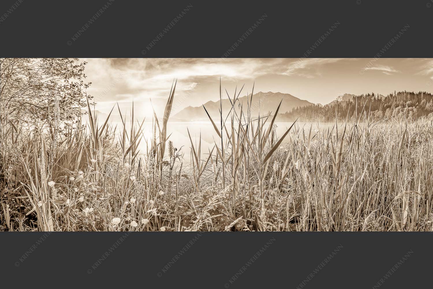 Sonnenaufgang am Barmsee - Schilf 2,5:1 sepia -- Barmsee Ufer mit Soierngebirge - mehr Infos bei www.Kriner-Weiermann.de