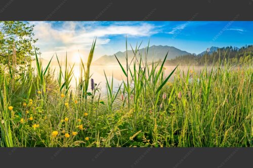 Sonnenaufgang am Barmsee - Schilf 2:1  -- Barmsee Ufer mit Soierngebirge - mehr Infos bei www.Kriner-Weiermann.de