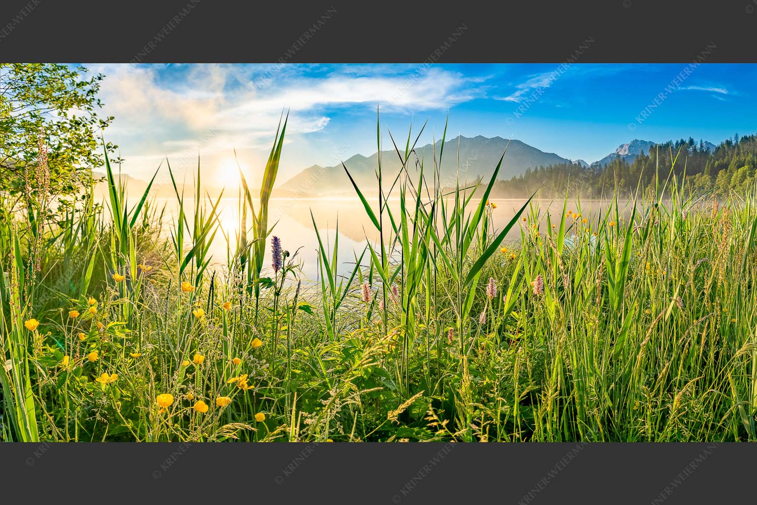 Sonnenaufgang am Barmsee - Schilf 2:1 -- Barmsee Ufer mit Soierngebirge - mehr Infos bei www.Kriner-Weiermann.de