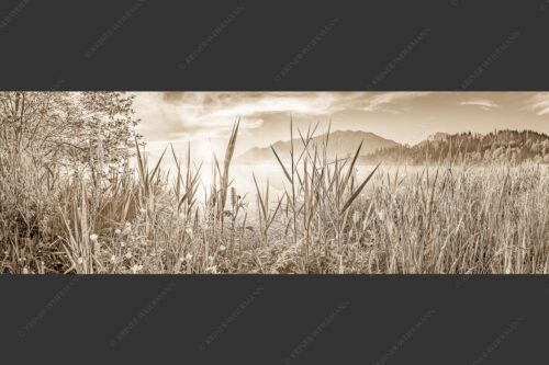 Sonnenaufgang am Barmsee - Schilf 3:1 sepia -- Barmsee Ufer mit Soierngebirge - mehr Infos bei www.Kriner-Weiermann.de