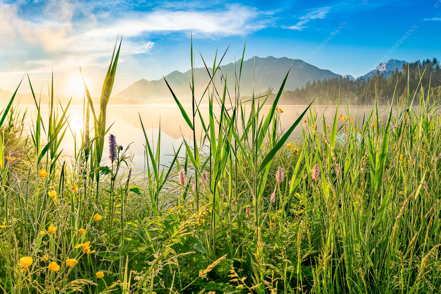 Sonnenaufgang am Barmsee - Schilf 3:2 -- Barmsee Ufer mit Soierngebirge - mehr Infos bei www.Kriner-Weiermann.de