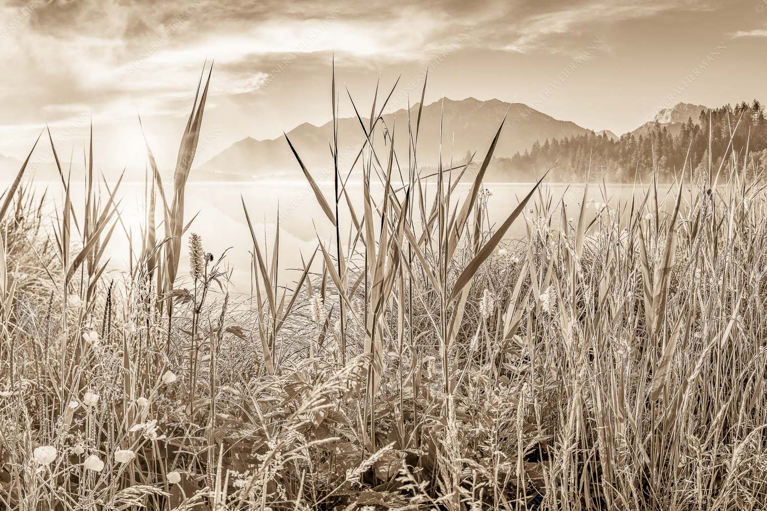 Sonnenaufgang am Barmsee - Schilf 3:2 sepia -- Barmsee Ufer mit Soierngebirge - mehr Infos bei www.Kriner-Weiermann.de