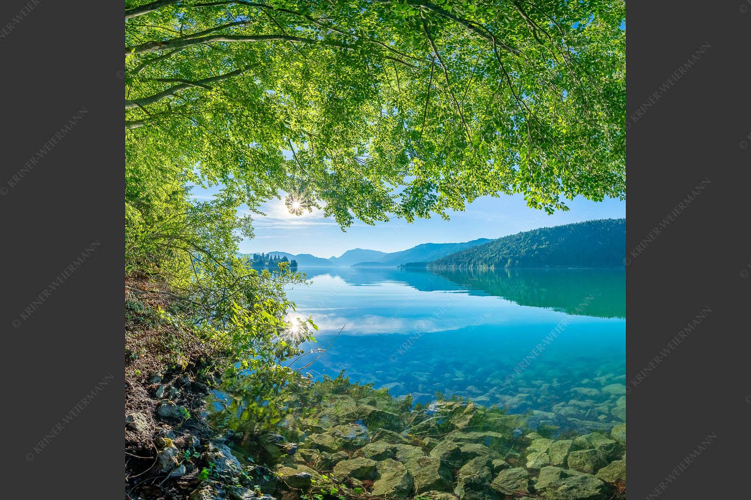 Blick unter einer Buche raus in den Sonnenaufgang am Walchensee - Seebuchen 1:1 -- Walchensee - mehr Infos bei www.Kriner-Weiermann.de