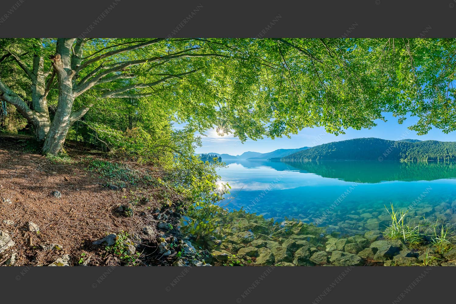 Blick unter einer Buche raus in den Sonnenaufgang am Walchensee - Seebuchen 2:1 -- Walchensee - mehr Infos bei www.Kriner-Weiermann.de