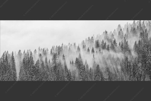 Das flach hereinfallende Licht wirft zauberhafte Schatten in die Baumspitzen - Spitzen 2,5:1 sw -- Nebelstimmung im Wald - mehr Infos bei www.Kriner-Weiermann.de