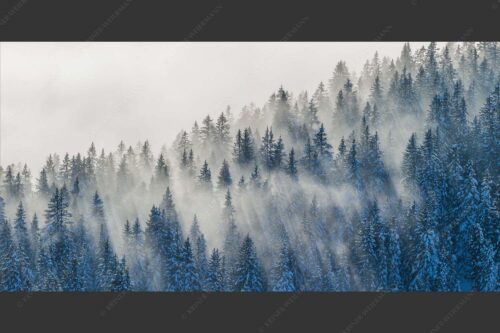 Das flach hereinfallende Licht wirft zauberhafte Schatten in die Baumspitzen - Spitzen 2:1  -- Nebelstimmung im Wald - mehr Infos bei www.Kriner-Weiermann.de