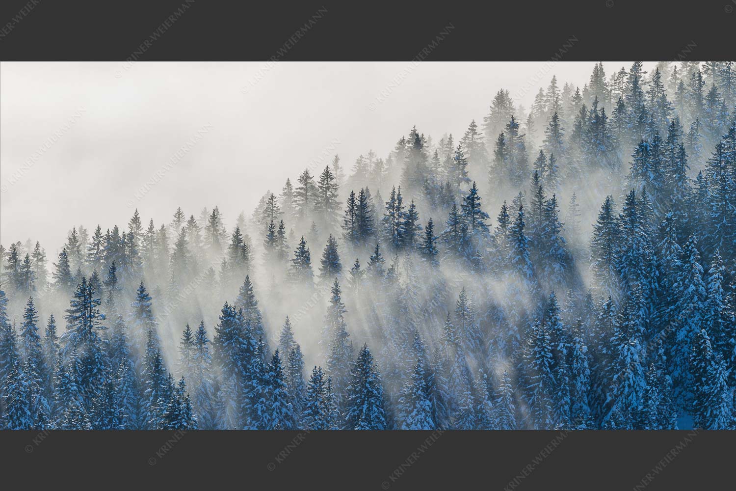 Das flach hereinfallende Licht wirft zauberhafte Schatten in die Baumspitzen - Spitzen 2:1 -- Nebelstimmung im Wald - mehr Infos bei www.Kriner-Weiermann.de