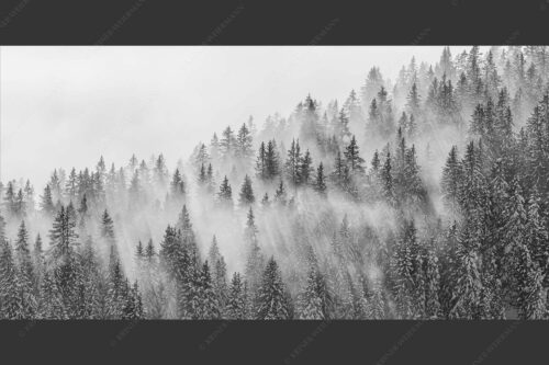 Das flach hereinfallende Licht wirft zauberhafte Schatten in die Baumspitzen - Spitzen 2:1 sw -- Nebelstimmung im Wald - mehr Infos bei www.Kriner-Weiermann.de