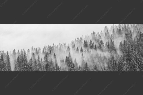 Das flach hereinfallende Licht wirft zauberhafte Schatten in die Baumspitzen - Spitzen 3:1 sw -- Nebelstimmung im Wald - mehr Infos bei www.Kriner-Weiermann.de