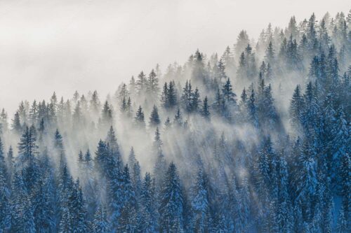 Das flach hereinfallende Licht wirft zauberhafte Schatten in die Baumspitzen - Spitzen 3:2  -- Nebelstimmung im Wald - mehr Infos bei www.Kriner-Weiermann.de
