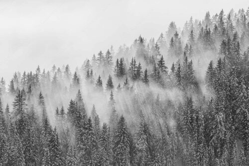 Das flach hereinfallende Licht wirft zauberhafte Schatten in die Baumspitzen - Spitzen 3:2 sw -- Nebelstimmung im Wald - mehr Infos bei www.Kriner-Weiermann.de