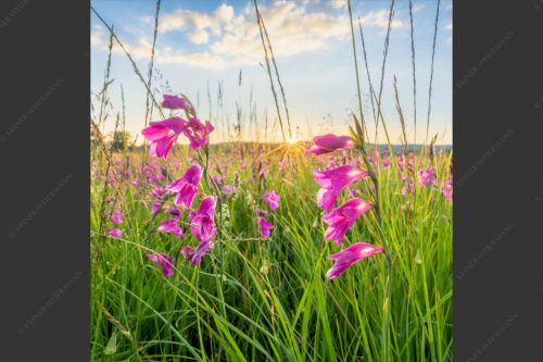 Sonnenuntergang im Kochler Moos - Supfgladiolen 1:1  -- Kochler Moos - mehr Infos bei www.Kriner-Weiermann.de