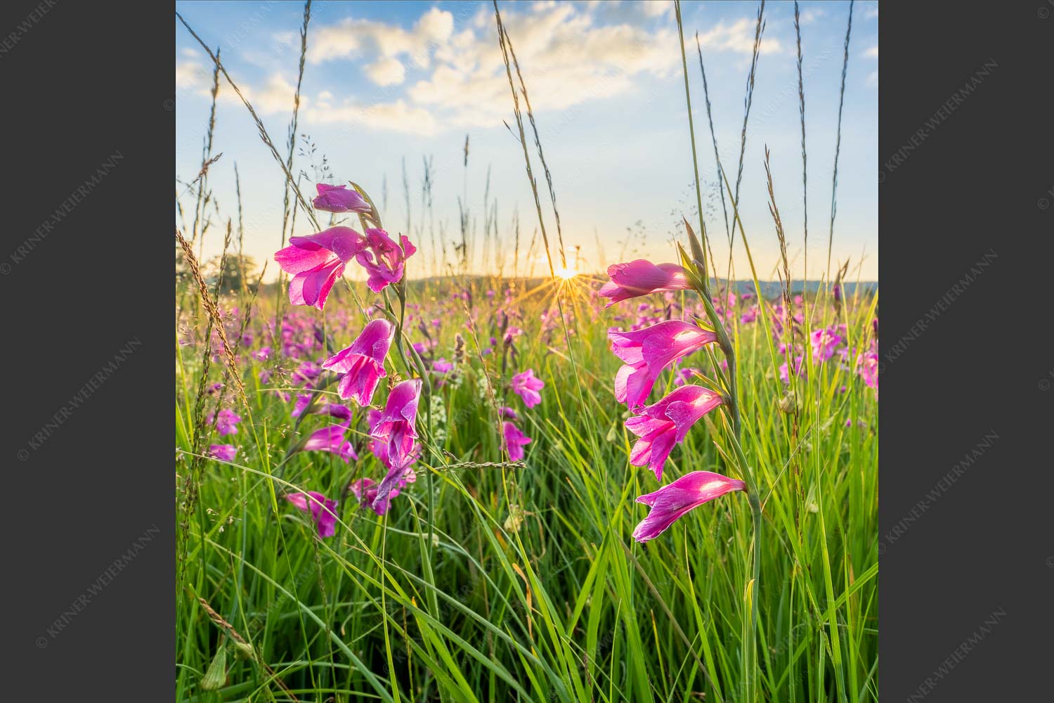 Sonnenuntergang im Kochler Moos - Supfgladiolen 1:1 -- Kochler Moos - mehr Infos bei www.Kriner-Weiermann.de