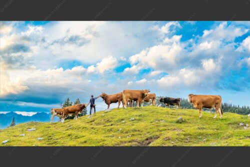 Hirte mit Jungvieh auf der Kuhalm im Estergebirge - Ums Vieh schaun 2:1  -- Hirte im Estergebirge - mehr Infos bei www.Kriner-Weiermann.de