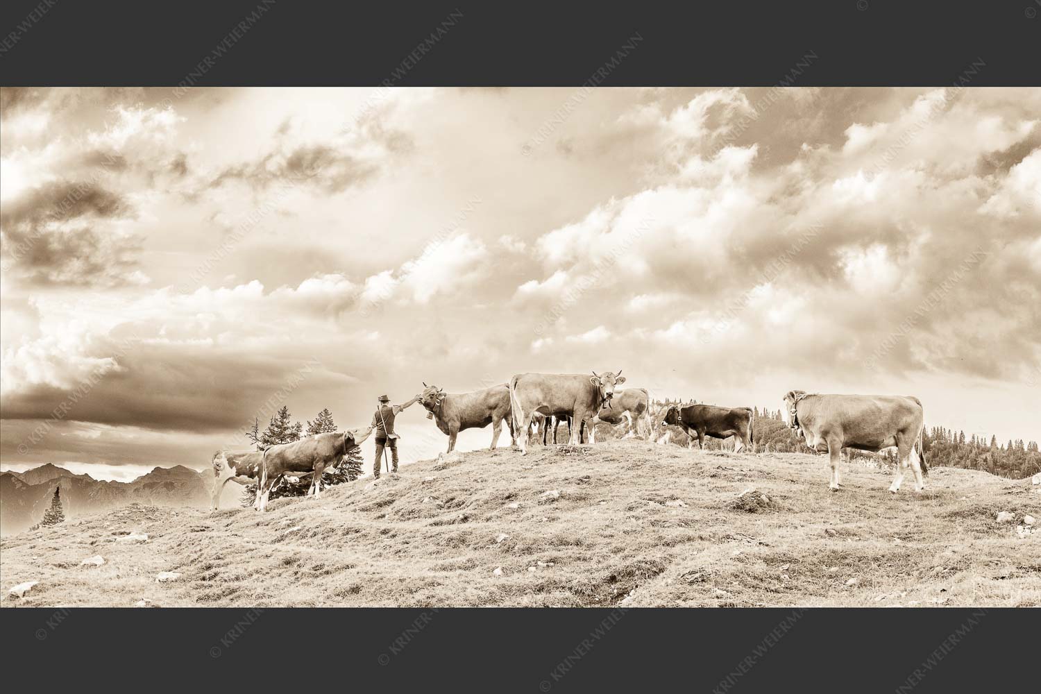 Hirte mit Jungvieh auf der Kuhalm im Estergebirge - Ums Vieh schaun 2:1 sepia -- Hirte im Estergebirge - mehr Infos bei www.Kriner-Weiermann.de