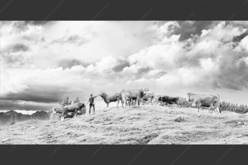 Hirte mit Jungvieh auf der Kuhalm im Estergebirge - Ums Vieh schaun 2:1 sw -- Hirte im Estergebirge - mehr Infos bei www.Kriner-Weiermann.de