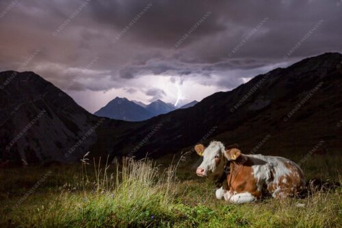 Jungvieh vor der Weilheimer Hütte im Estergebirge mit aufziehendem Gewitter - Unerschrocken 3:2  -- Blitz mit Almvieh - mehr Infos bei www.Kriner-Weiermann.de