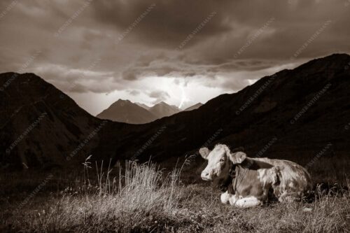 Jungvieh vor der Weilheimer Hütte im Estergebirge mit aufziehendem Gewitter - Unerschrocken 3:2 sepia -- Blitz mit Almvieh - mehr Infos bei www.Kriner-Weiermann.de