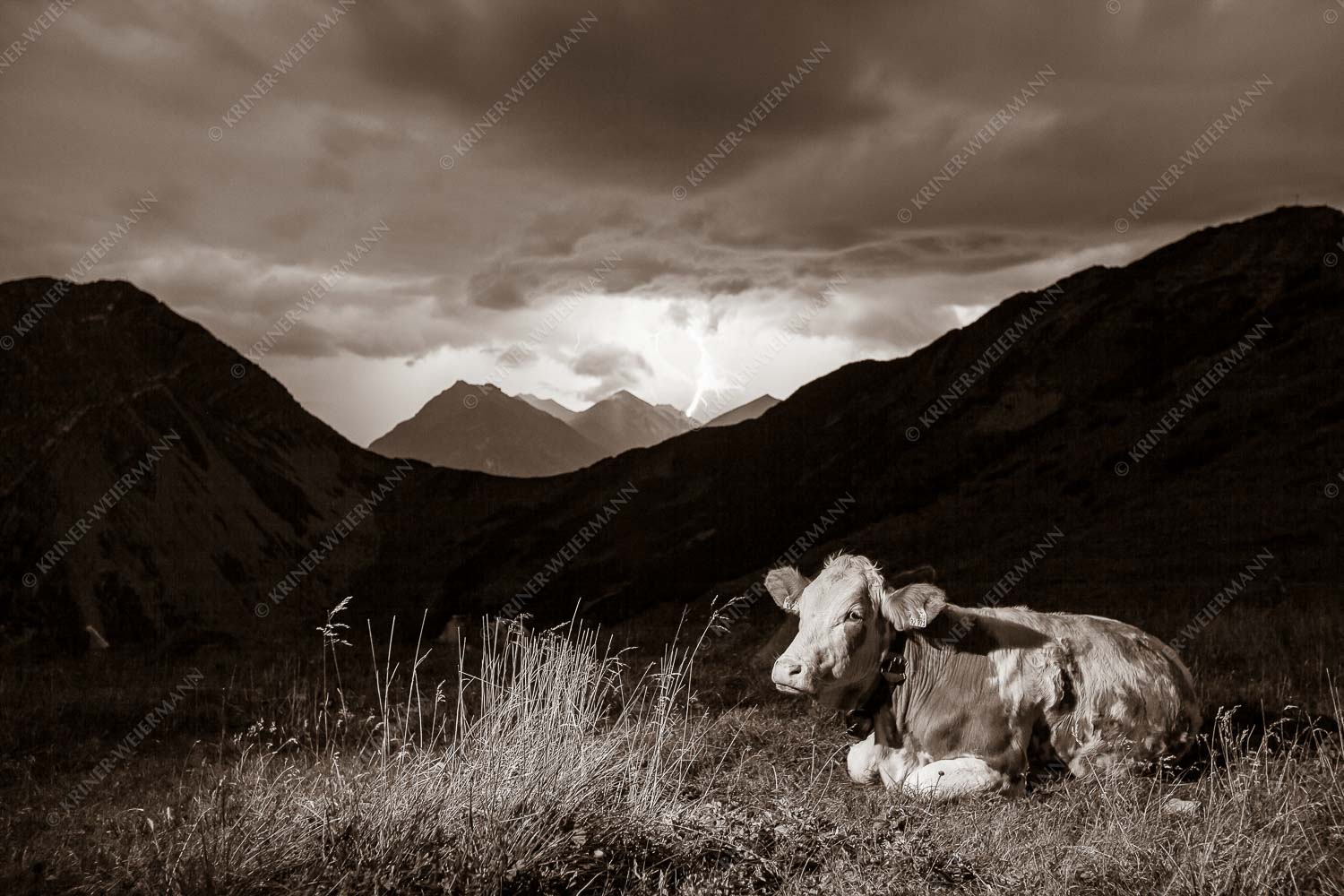 Jungvieh vor der Weilheimer Hütte im Estergebirge mit aufziehendem Gewitter - Unerschrocken 3:2 sepia -- Blitz mit Almvieh - mehr Infos bei www.Kriner-Weiermann.de