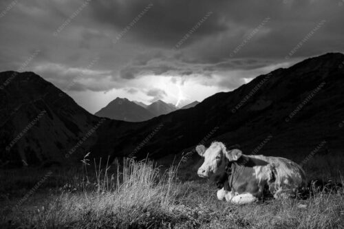 Jungvieh vor der Weilheimer Hütte im Estergebirge mit aufziehendem Gewitter - Unerschrocken 3:2 sw -- Blitz mit Almvieh - mehr Infos bei www.Kriner-Weiermann.de
