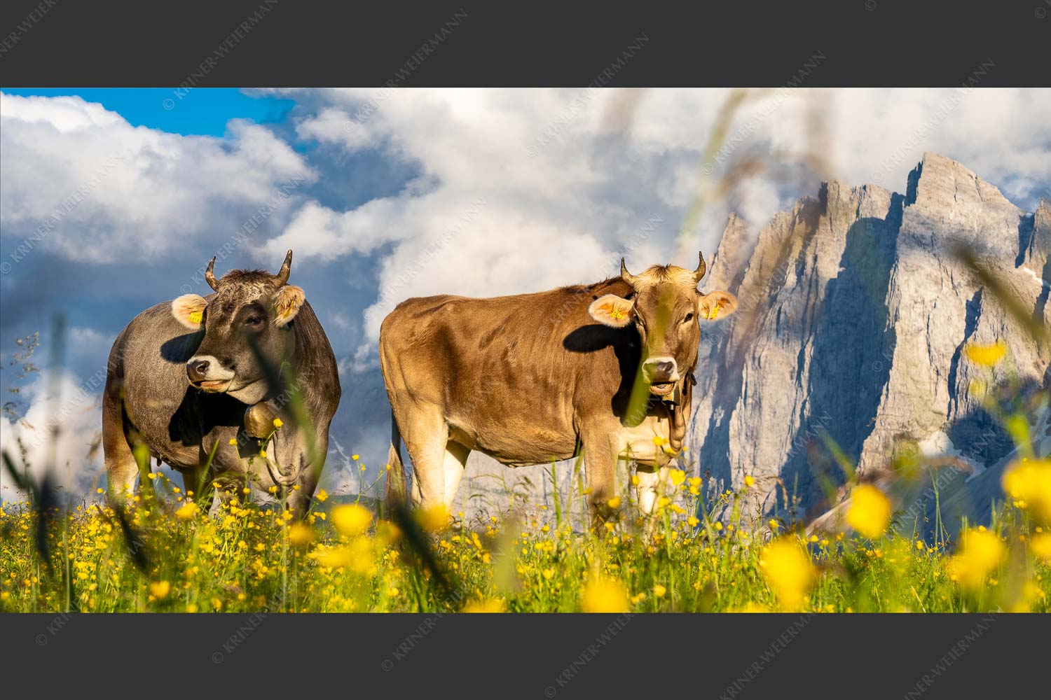 Jungvieh im Karwendel mit Lalidererwand - Von glücklichen Kühen 2:1  -- Blumenwiese mit Rindern im Karwendel - mehr Infos bei www.Kriner-Weiermann.de