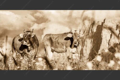 Jungvieh im Karwendel mit Lalidererwand - Von glücklichen Kühen 2:1 sepia -- Blumenwiese mit Rindern im Karwendel - mehr Infos bei www.Kriner-Weiermann.de