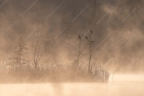Kormorane trocknen ihr gefieder in der Herbstsonne nach Beutezug im Barmsee - Wäscheleine 3:2  -- Kormorane am Barmsee - mehr Infos bei www.Kriner-Weiermann.de