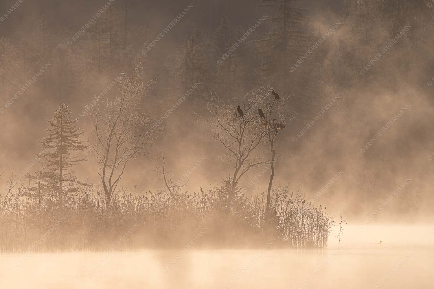 Kormorane trocknen ihr gefieder in der Herbstsonne nach Beutezug im Barmsee - Wäscheleine 3:2 -- Kormorane am Barmsee - mehr Infos bei www.Kriner-Weiermann.de