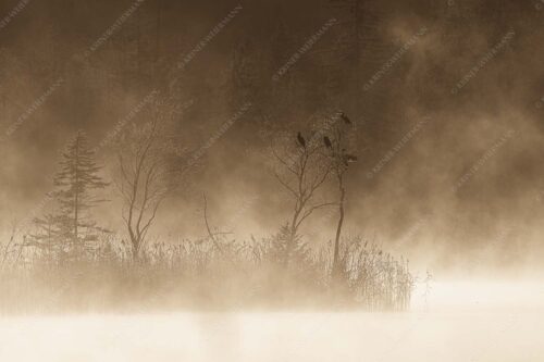 Kormorane trocknen ihr gefieder in der Herbstsonne nach Beutezug im Barmsee - Wäscheleine 3:2 sepia -- Kormorane am Barmsee - mehr Infos bei www.Kriner-Weiermann.de