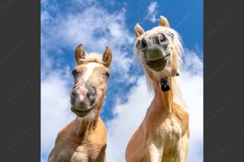 Zwei neugierige Haflinger im Estergebirge - Was is los 1:1  -- Haflinger Pferde - mehr Infos bei www.Kriner-Weiermann.de