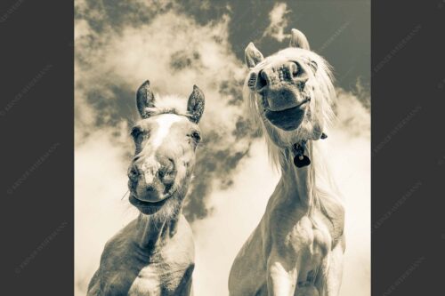 Zwei neugierige Haflinger im Estergebirge - Was is los 1:1 sepia -- Haflinger Pferde - mehr Infos bei www.Kriner-Weiermann.de