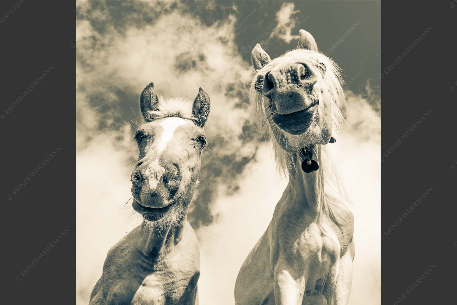Zwei neugierige Haflinger im Estergebirge - Was is los 1:1 sepia -- Haflinger Pferde - mehr Infos bei www.Kriner-Weiermann.de