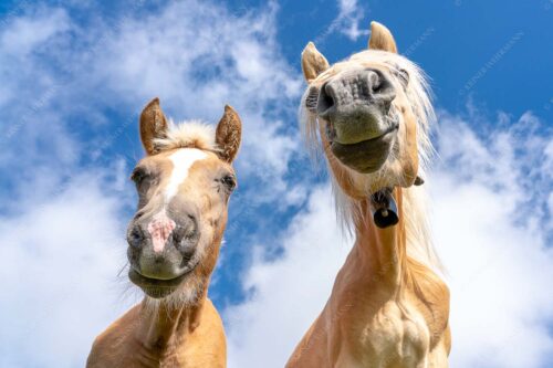Zwei neugierige Haflinger im Estergebirge - Was is los 3:2  -- Haflinger Pferde - mehr Infos bei www.Kriner-Weiermann.de