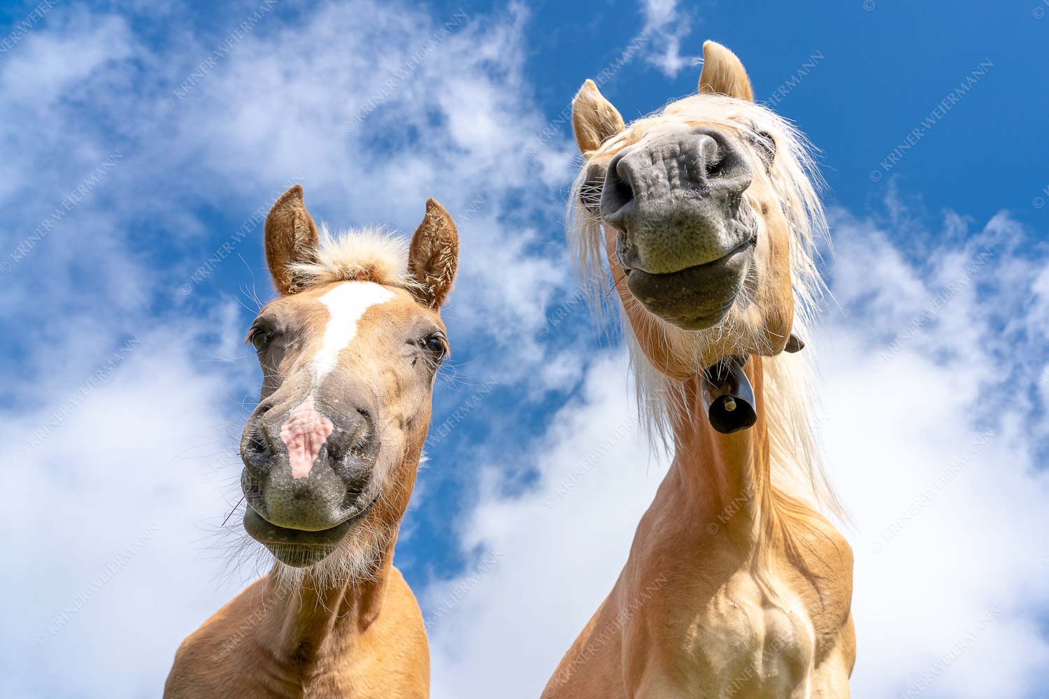 Zwei neugierige Haflinger im Estergebirge - Was is los 3:2 -- Haflinger Pferde - mehr Infos bei www.Kriner-Weiermann.de