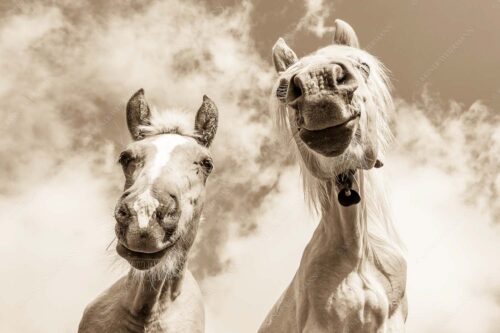 Zwei neugierige Haflinger im Estergebirge - Was is los 3:2 sepia -- Haflinger Pferde - mehr Infos bei www.Kriner-Weiermann.de