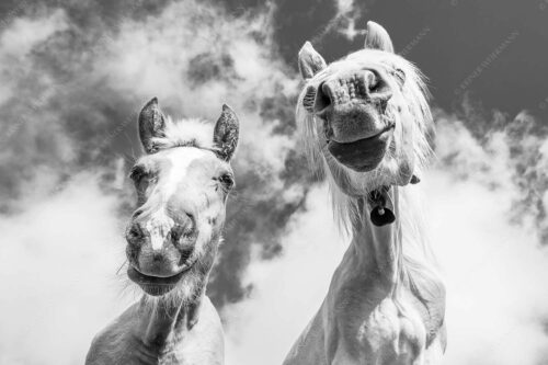 Zwei neugierige Haflinger im Estergebirge - Was is los 3:2 sw -- Haflinger Pferde - mehr Infos bei www.Kriner-Weiermann.de