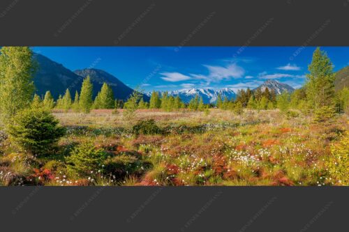 Wollgras zwischen Oberau und Farchant mit Blick auf Zufspitzmassiv - Werdenfelsblick 2,5:1  -- Loisachtal mit Alpspitze - mehr Infos bei www.Kriner-Weiermann.de