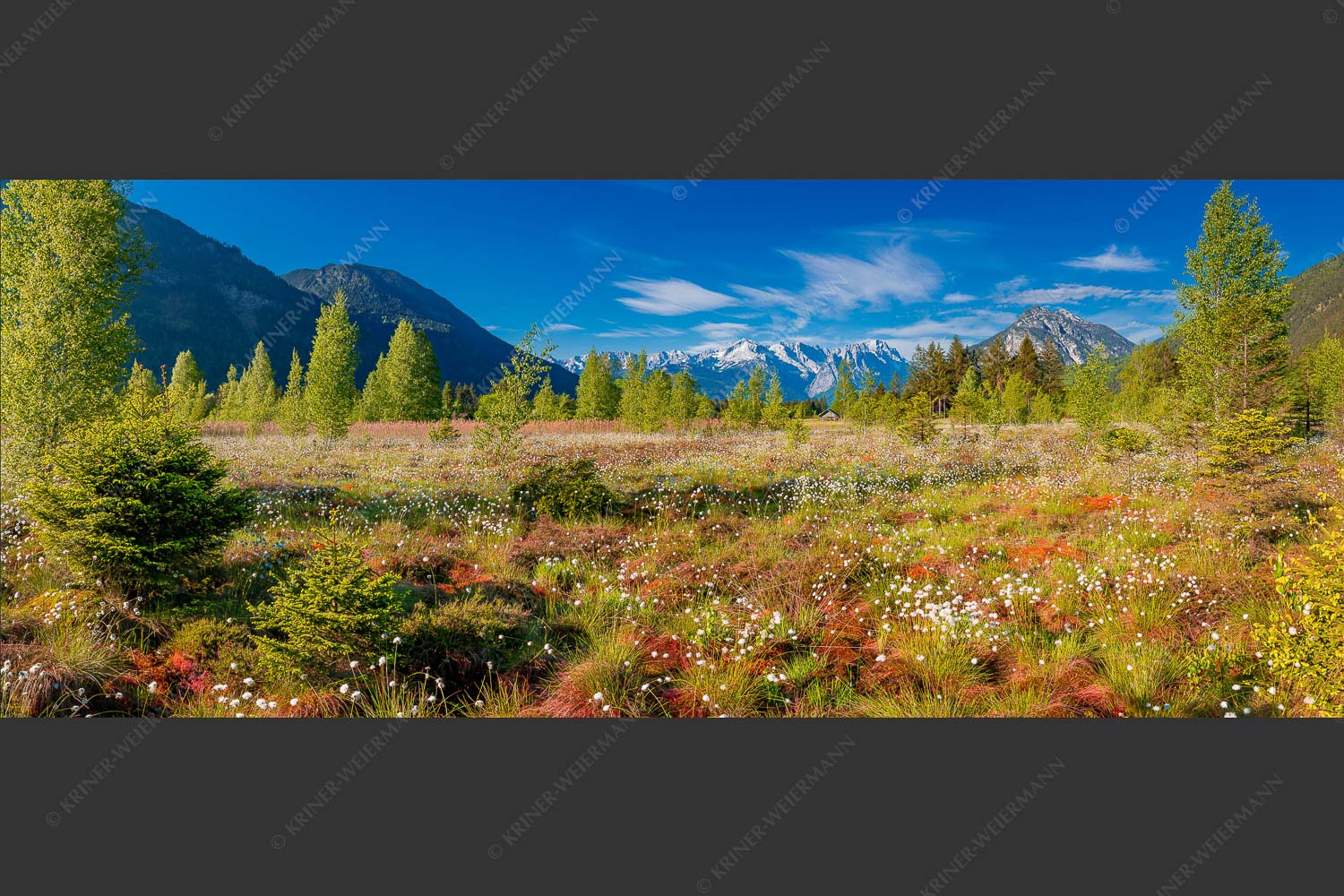 Wollgras zwischen Oberau und Farchant mit Blick auf Zufspitzmassiv - Werdenfelsblick 2,5:1 -- Loisachtal mit Alpspitze - mehr Infos bei www.Kriner-Weiermann.de