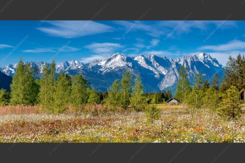 Wollgras zwischen Oberau und Farchant mit Blick auf Zufspitzmassiv - Werdenfelsblick 2:1  -- Loisachtal mit Alpspitze - mehr Infos bei www.Kriner-Weiermann.de