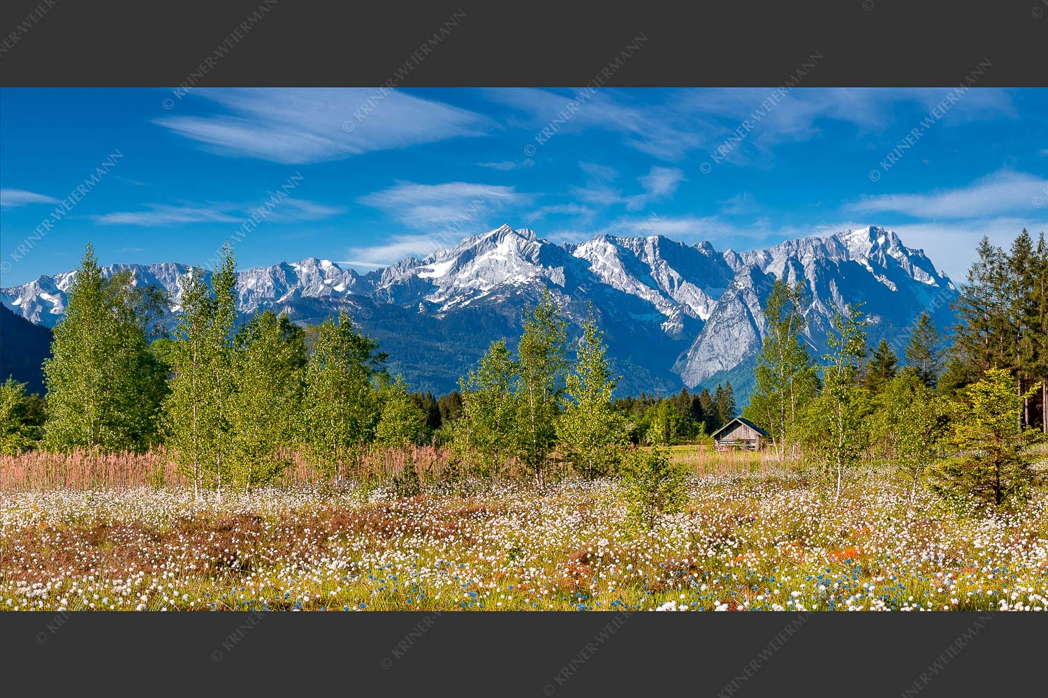 Wollgras zwischen Oberau und Farchant mit Blick auf Zufspitzmassiv - Werdenfelsblick 2:1 -- Loisachtal mit Alpspitze - mehr Infos bei www.Kriner-Weiermann.de