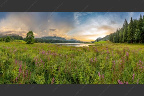Wetterberuhigung nach einem Gewitter über dem Geroldsee - Wieder aufgelockert 2:1  -- Blutweiderich am Geroldsee - mehr Infos bei www.Kriner-Weiermann.de