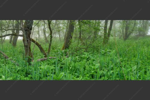 Morgenstimmung in den dicht bewachsenen Uferregionen am Barmsee - Wildniss 2,5:1  -- Dichte Vegitation am Barmsee - mehr Infos bei www.Kriner-Weiermann.de