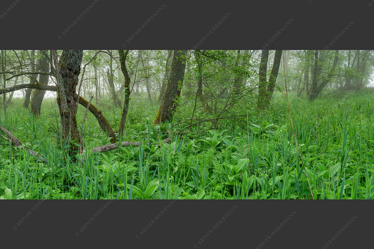 Morgenstimmung in den dicht bewachsenen Uferregionen am Barmsee - Wildniss 2,5:1 -- Dichte Vegitation am Barmsee - mehr Infos bei www.Kriner-Weiermann.de