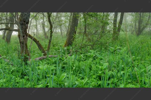 Morgenstimmung in den dicht bewachsenen Uferregionen am Barmsee - Wildniss 2:1  -- Dichte Vegitation am Barmsee - mehr Infos bei www.Kriner-Weiermann.de