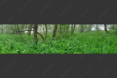 Morgenstimmung in den dicht bewachsenen Uferregionen am Barmsee - Wildniss 4:1  -- Dichte Vegitation am Barmsee - mehr Infos bei www.Kriner-Weiermann.de