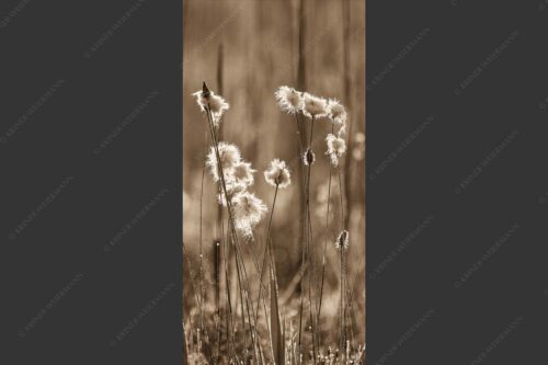 Wollgras im Morgentau am Barmsee - Wollgras 1:2 sepia -- Eriophorum - mehr Infos bei www.Kriner-Weiermann.de