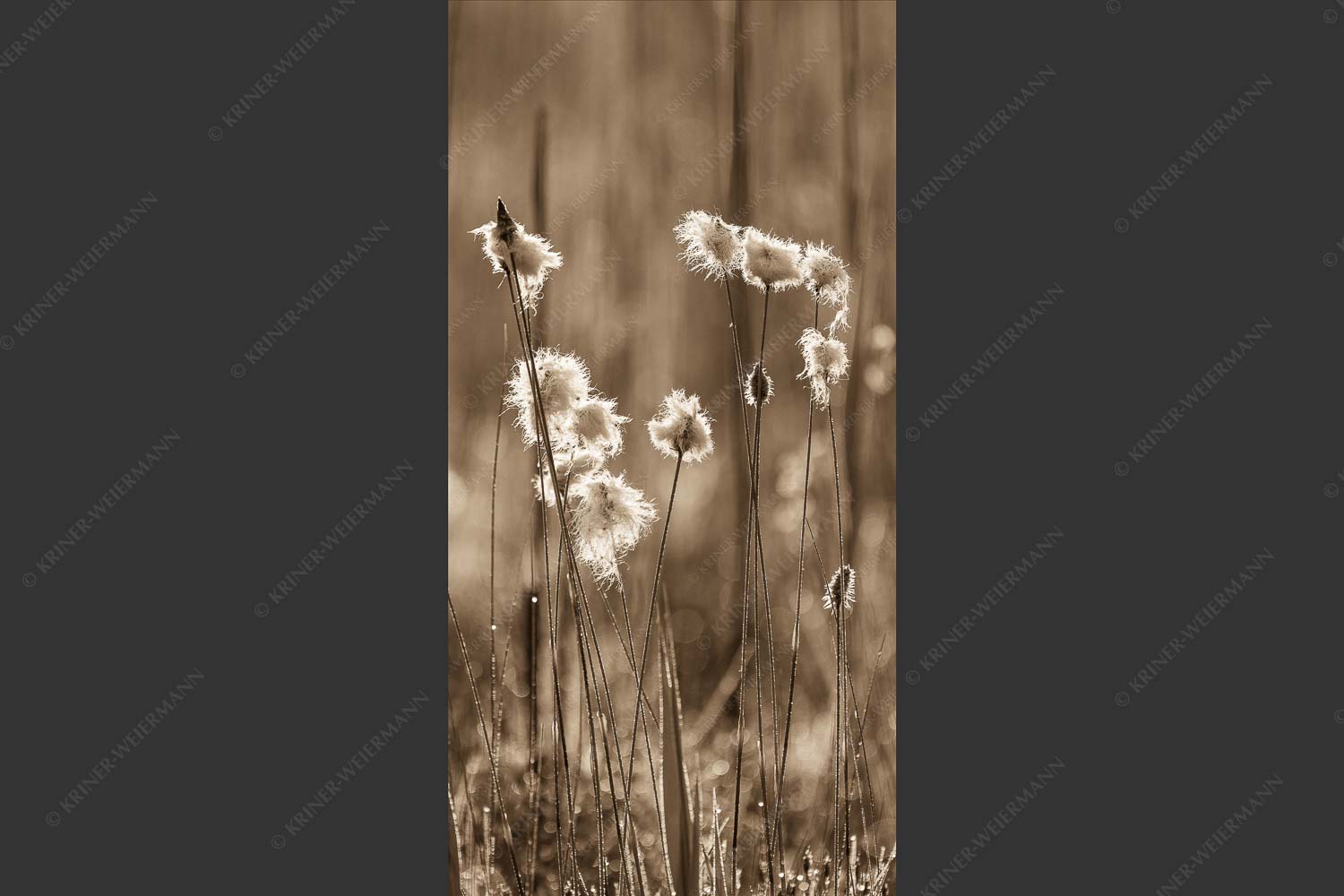 Wollgras im Morgentau am Barmsee - Wollgras 1:2 sepia -- Eriophorum - mehr Infos bei www.Kriner-Weiermann.de